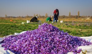 طلای سرخ در دامنه البرز