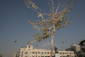 عکس/ پاییز بی‌رنگ پایتخت