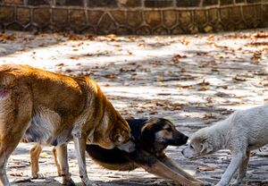 عکس/ گسترش حضور سگ‌های ولگرد در شهرهای مازندران