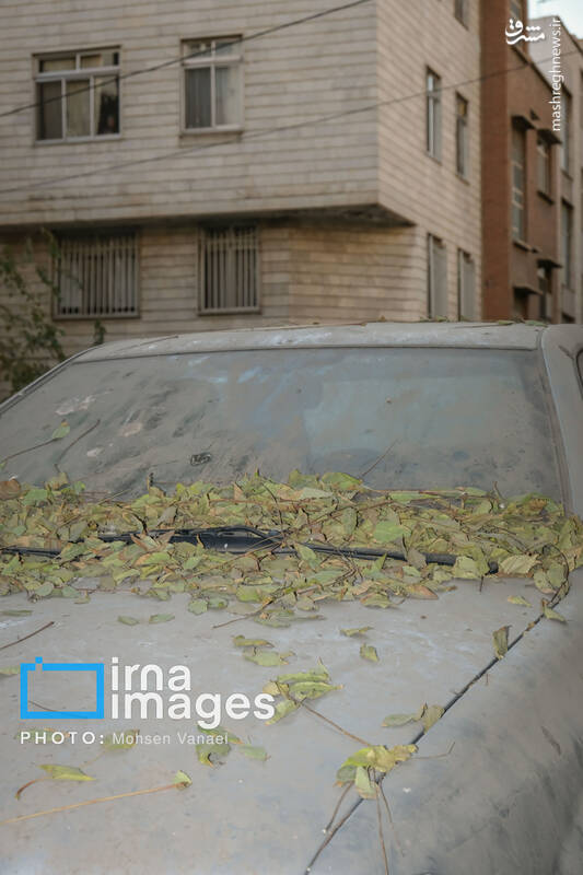 عکس / پاییز بی‌رنگ پایتخت 16