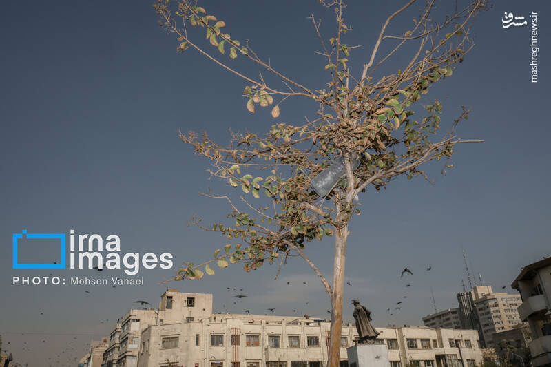 عکس / پاییز بی‌رنگ پایتخت 15