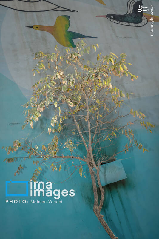 عکس / پاییز بی‌رنگ پایتخت 14