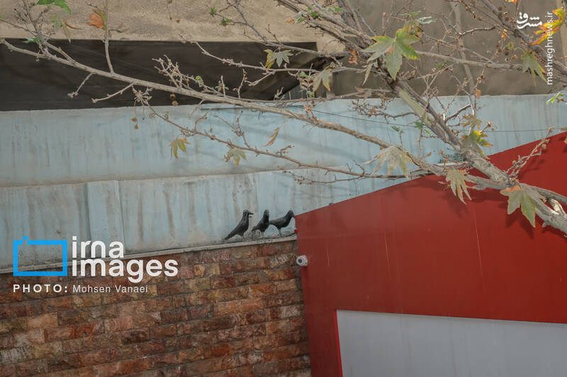 عکس / پاییز بی‌رنگ پایتخت 17