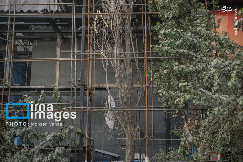 عکس / پاییز بی‌رنگ پایتخت 11