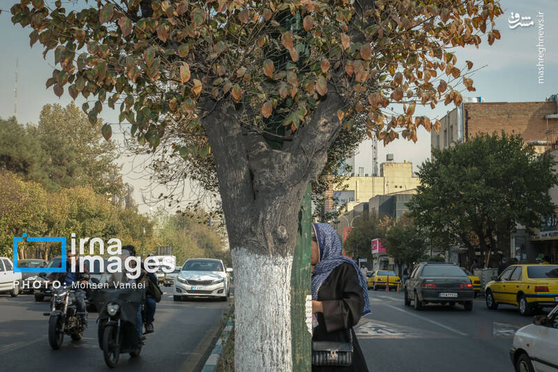 عکس / پاییز بی‌رنگ پایتخت 3