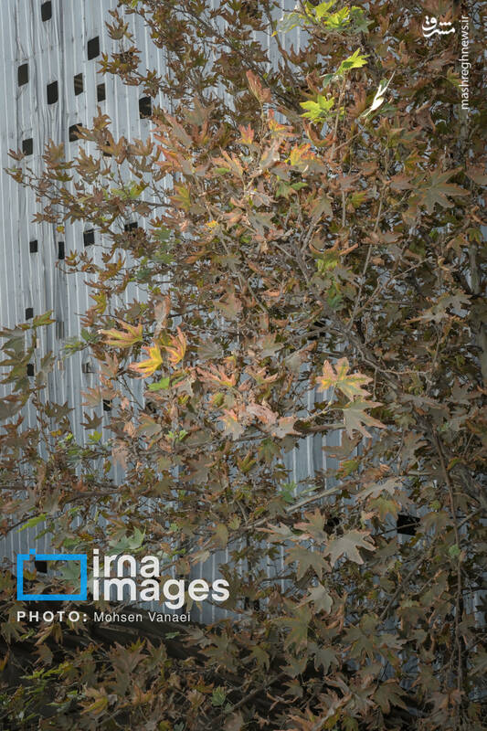 عکس / پاییز بی‌رنگ پایتخت 6