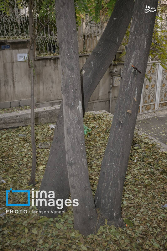 عکس / پاییز بی‌رنگ پایتخت 10