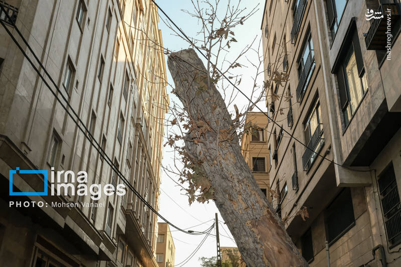 عکس / پاییز بی‌رنگ پایتخت 7