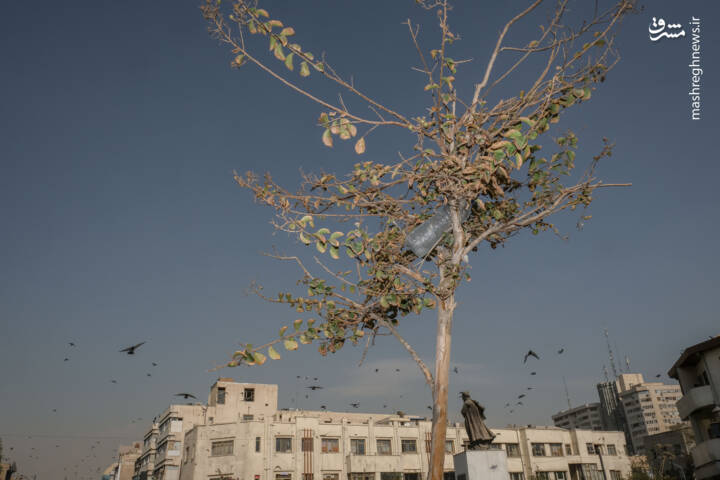 عکس/ پاییز بی‌رنگ پایتخت