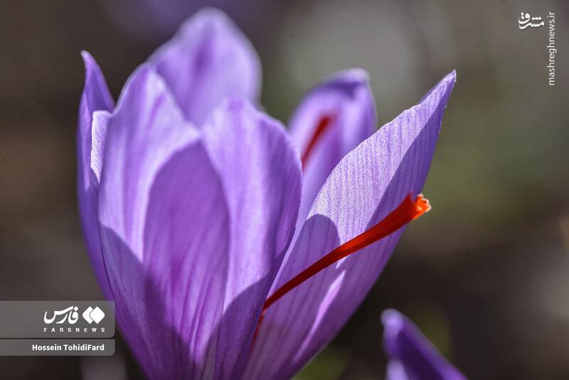 عکس / برداشت طلای سرخ قائنات