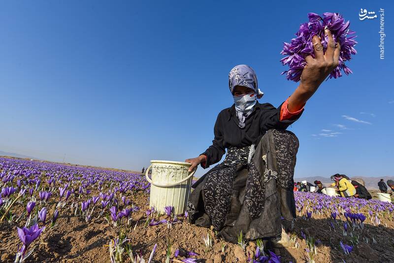 زعفران،خراسان