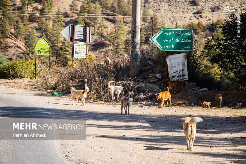 عکس / گسترش حضور سگ‌های ولگرد در شهرهای مازندران