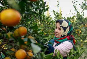 عکس/ برداشت نارنگی از باغ‌های گرگان