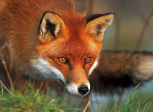 فیلم / نجات روباه گرفتار از استخر ذخیره آب در خلخال