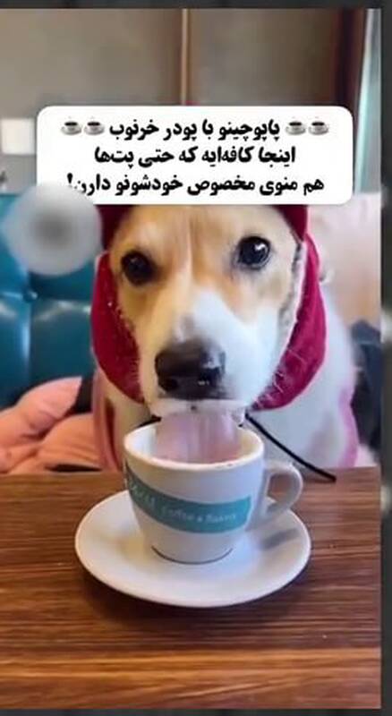 وقتی پت‌ها از صاحبشان لاکچری‌تر زندگی می‌کنند!