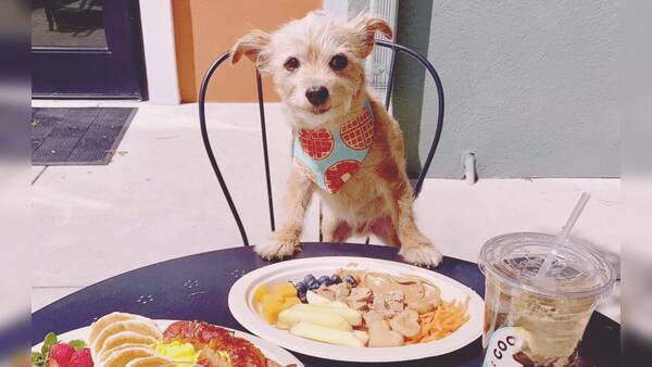 حيوانات،سگ،نگهداري،علاقه،خانگي،روانشناس،گربه،رستوران،تبليغات ...