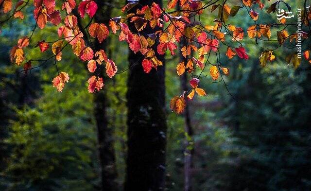 النگ‌دره؛ تماشایی‌ترین مناطق جنگلی ایران در پاییز