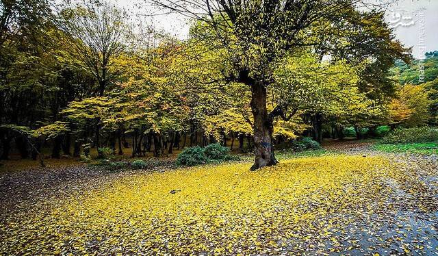 النگ‌دره؛ تماشایی‌ترین مناطق جنگلی ایران در پاییز