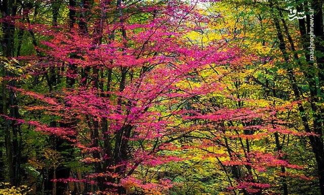 النگ‌دره؛ تماشایی‌ترین مناطق جنگلی ایران در پاییز