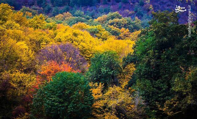النگ‌دره؛ تماشایی‌ترین مناطق جنگلی ایران در پاییز