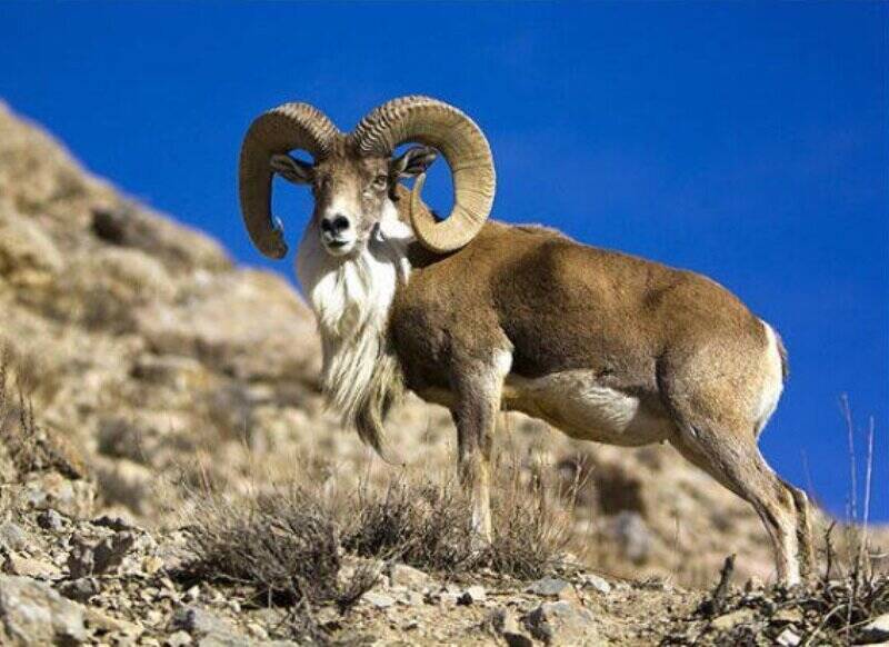 فیلم/ گله قوچ و میش اوریال در پارک ملی گلستان