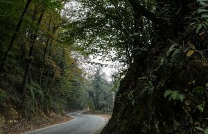 عکس / طبیعت رامسر