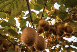 عکس/ برداشت کیوی روی شانه زنان شمال