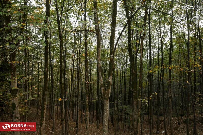 عکس / طبیعت رامسر 16