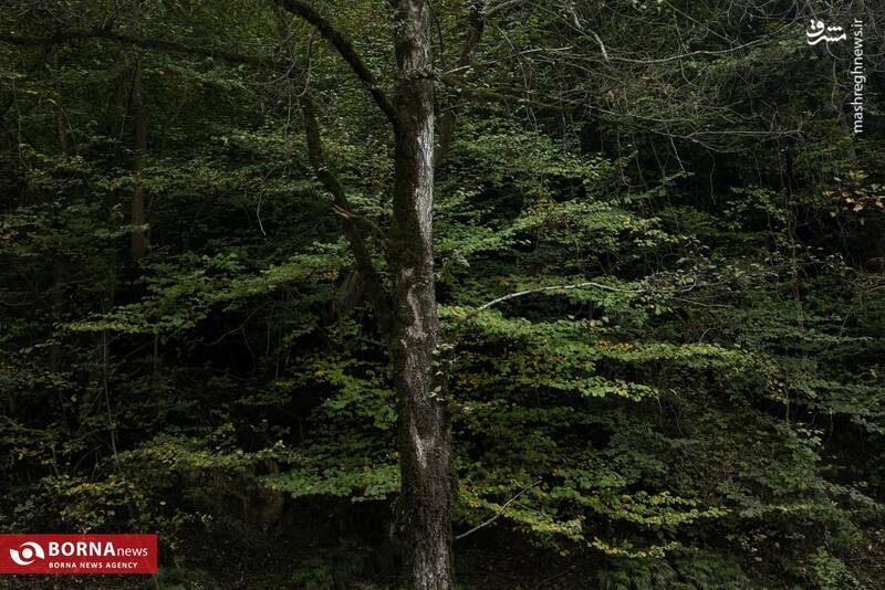 عکس / طبیعت رامسر 14