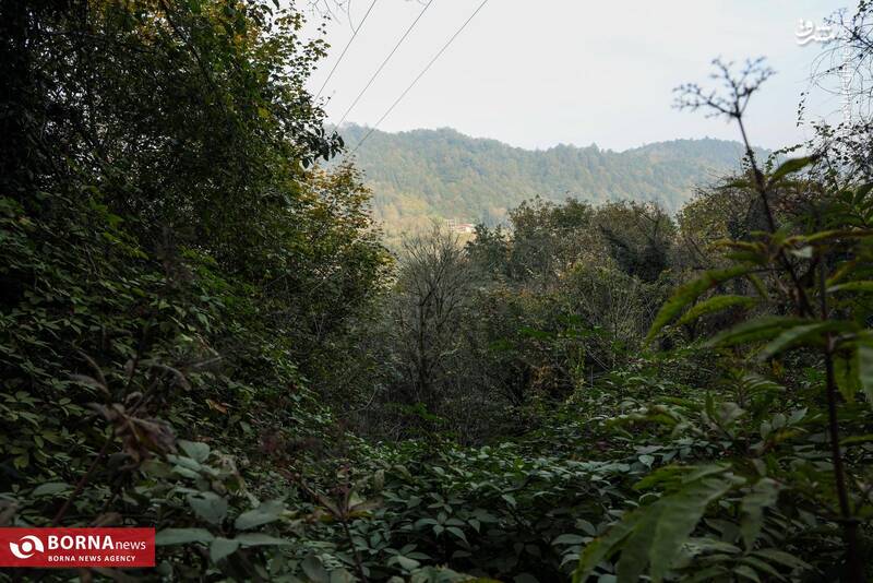 عکس / طبیعت رامسر 12