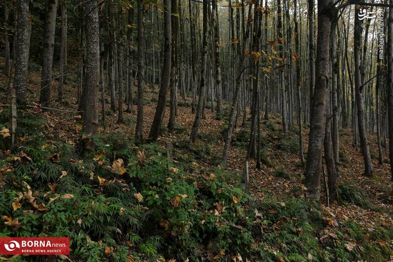 عکس / طبیعت رامسر 11