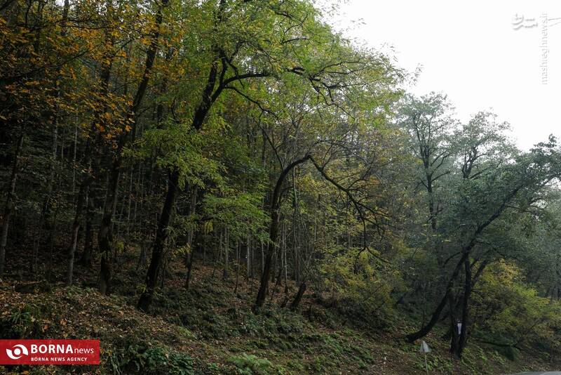 عکس / طبیعت رامسر 10