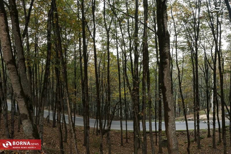 عکس / طبیعت رامسر 8