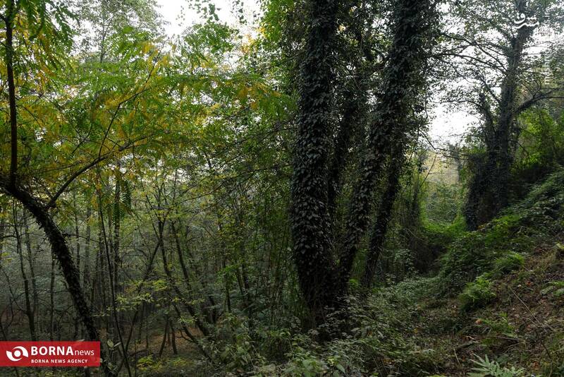 عکس / طبیعت رامسر 7