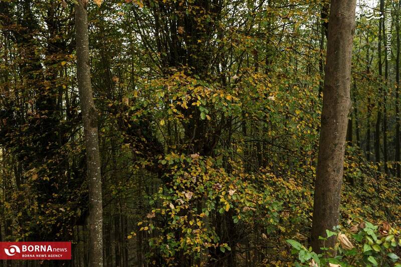 عکس / طبیعت رامسر 6