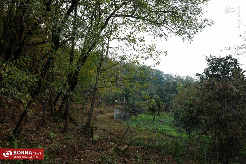 عکس / طبیعت رامسر 5