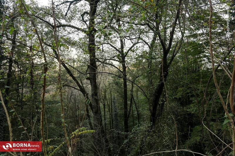 عکس / طبیعت رامسر 4