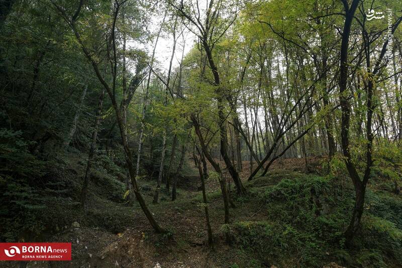 عکس / طبیعت رامسر 3