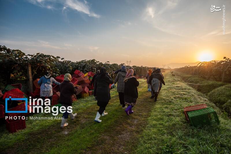 عکس / برداشت کیوی روی شانه زنان شمال 4