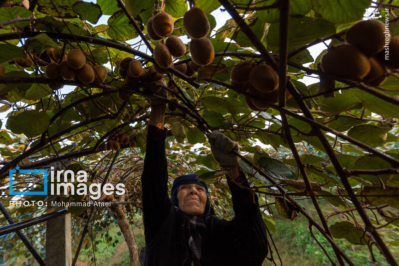 عکس / برداشت کیوی روی شانه زنان شمال 5