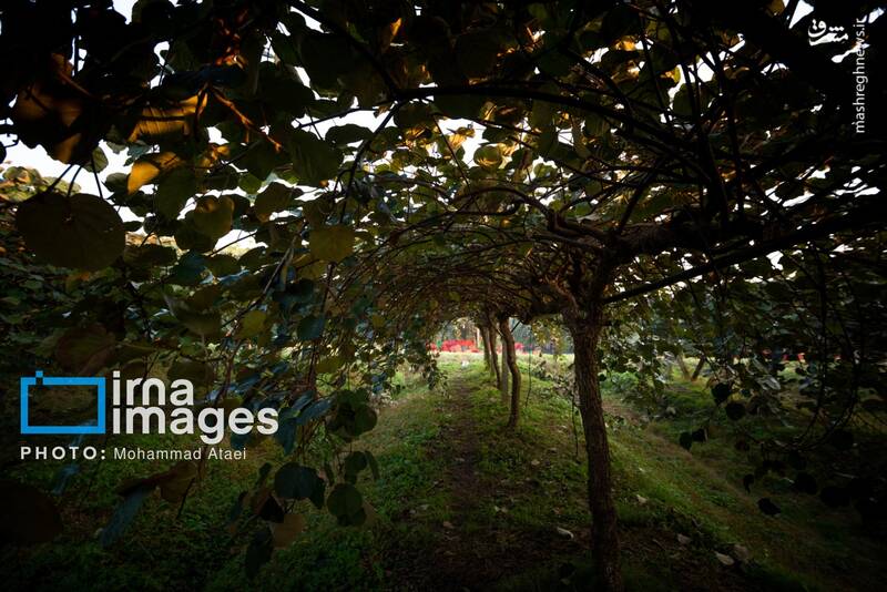 عکس / برداشت کیوی روی شانه زنان شمال 2