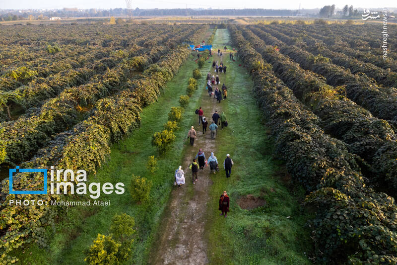 عکس / برداشت کیوی روی شانه زنان شمال 36