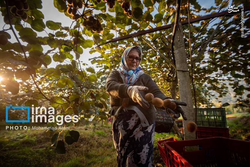 عکس / برداشت کیوی روی شانه زنان شمال 6