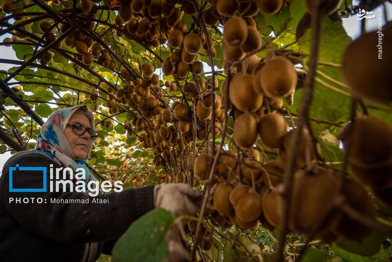 عکس / برداشت کیوی روی شانه زنان شمال 3