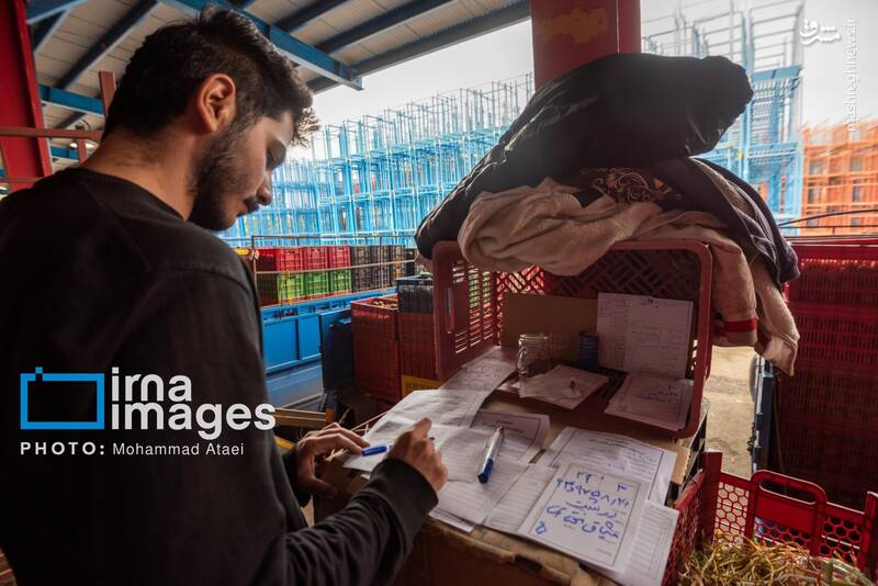 عکس / برداشت کیوی روی شانه زنان شمال 35