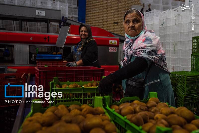 عکس / برداشت کیوی روی شانه زنان شمال 34