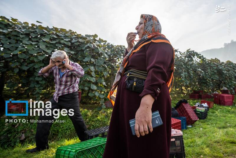 عکس / برداشت کیوی روی شانه زنان شمال 33