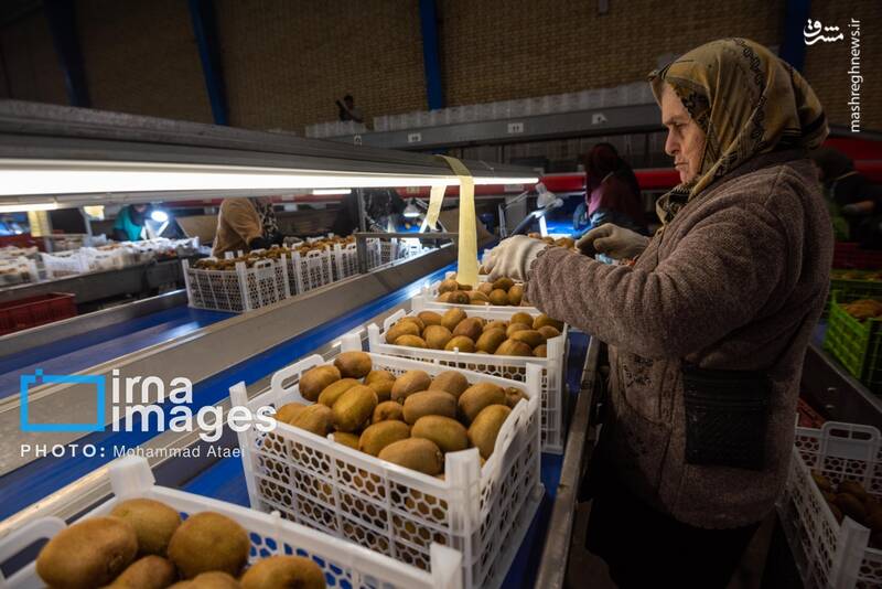 عکس / برداشت کیوی روی شانه زنان شمال 32