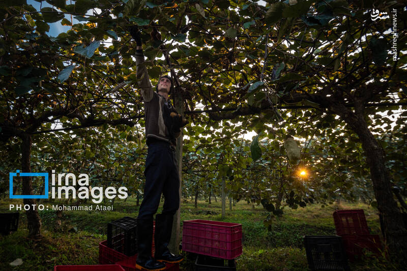 عکس / برداشت کیوی روی شانه زنان شمال 31