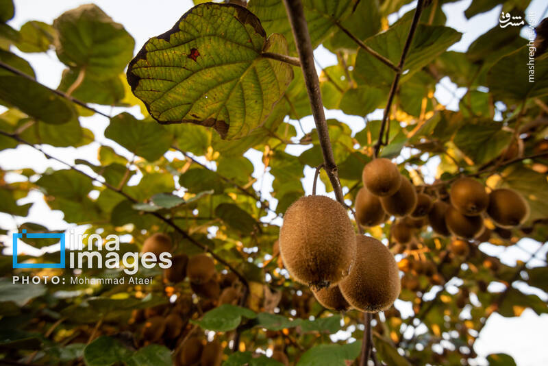 عکس / برداشت کیوی روی شانه زنان شمال